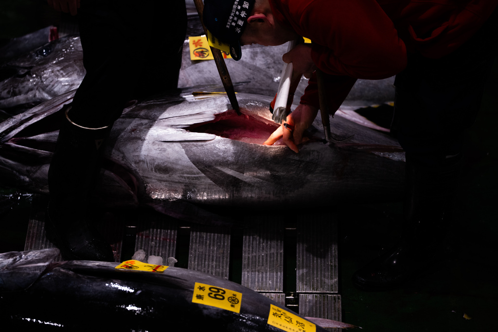 Wholesalers inspect bluefin tuna at the New Year's tuna auction at Toyosu fish market in Tokyo, Monday, Jan. 5, 2026. (AP Photo/Louise Delmotte)
