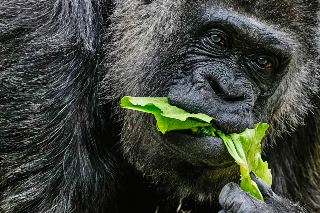 Fatou, the oldest of Berlin's zoo and also believed to be the world's oldest gorilla, eats vegetables to celebrate her 69th birthday in Berlin, Germany, Monday, April 13, 2026. (AP Photo/Markus Schreiber)