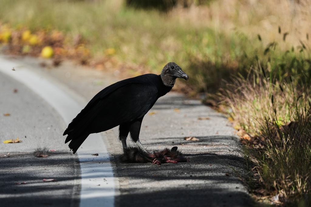 A black vulture stands over a carcass Friday, Oct. 17, 2025, in Ballardsville, Ky. (AP Photo/Joshua A. Bickel)