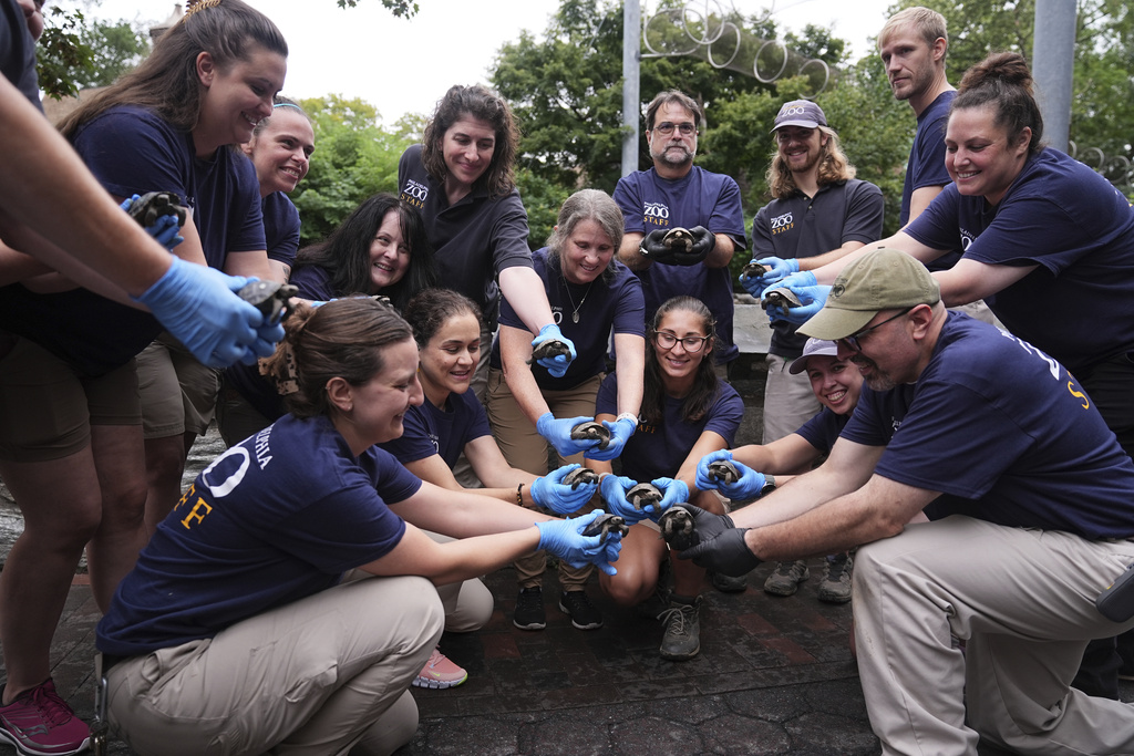 Staff members pose for photographs with 16 critically endangered western Santa Cruz tortoise hatchlings during their debut at the Philadelphia Zoo in Philadelphia, Wednesday, Aug. 20, 2025. (AP Photo/Matt Rourke)
