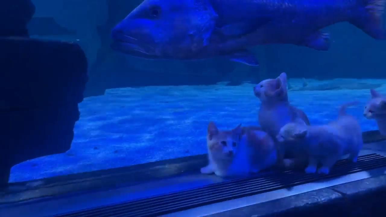 More than a dozen kittens from the Twin Cities-based Bitty Kitty Brigade visited SEA LIFE at Mall of America for the rescue organization&rsquo;s sixth annual aquarium field trip.