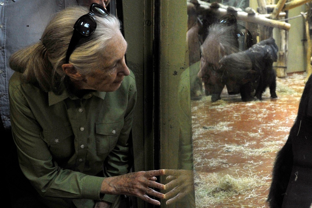 FILE - English primatologist, ethologist, anthropologist, and UN Messenger of Peace Jane Goodall observes gorillas after she unveiled the plaque of late Hungarian primatologist Geza Teleki in the Ape's House of the Budapest Zoo in Budapest, Hungary, June 15, 2015. ( Attila Kovacs/MTI via AP File)