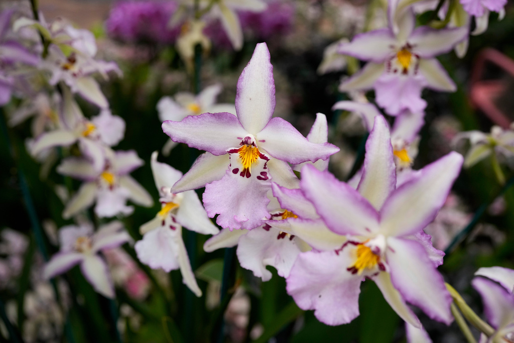Aliceara orchids grow in a greenhouse as finishing touches are placed on the 12th annual Chicago Botanic Garden Orchid Show, Friday, Feb. 6, 2026, in Glencoe, Ill. (AP Photo/Erin Hooley)