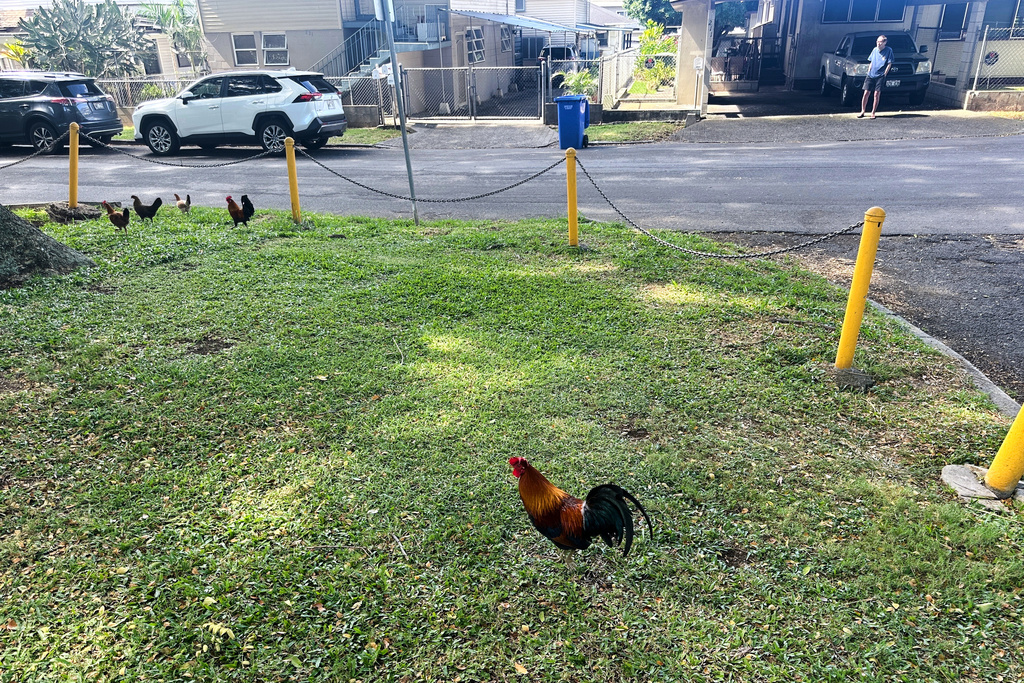 Feral chickens wander around near downtown Honolulu on Feb. 6, 2026. (AP Photo/Jennifer Sinco Kelleher)