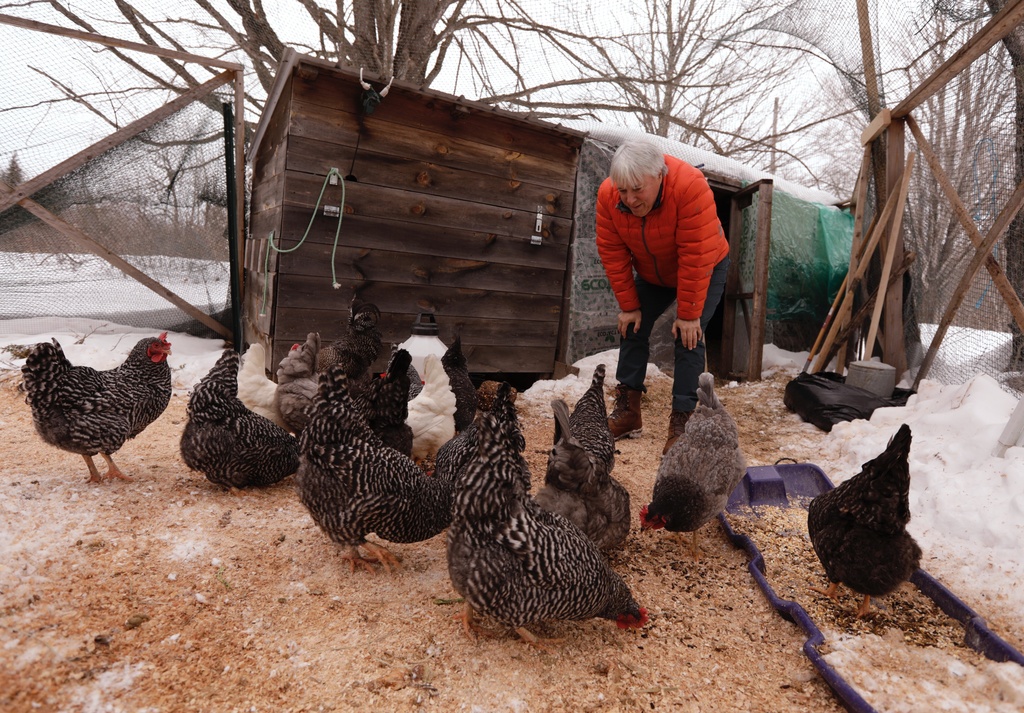Chuck Collins tends to his chickens, Tuesday, Feb. 10, 2026, in Guilford, Vt. (AP Photo/Amanda Swinhart)