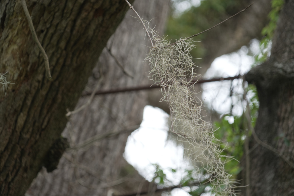 Spanish moss sways among the steel cables installed around 50 years ago to help stabilize a Revolutionary War "witness tree" at the Battle of Eutaw Springs, S.C., historic site on Wednesday, Aug. 12, 2026. (AP Photo/Allen G. Breed)