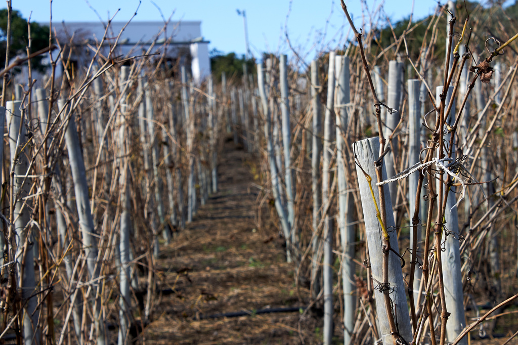 The vineyard Natasha Jacka planted in her parents' garden in Cape Town, South Africa, Thursday, June 4, 2026. (AP Photo/Neil Shaw)