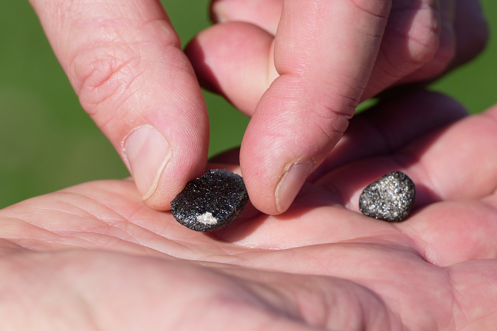 Mike Hankey, of Baltimore, operations manager for the American Meteor Society, shows meteorites in Sharon Center, Ohio, Thursday, March 19, 2026, which he found in the area after a meteor crashed March 17. (AP Photo/Sue Ogrocki)
