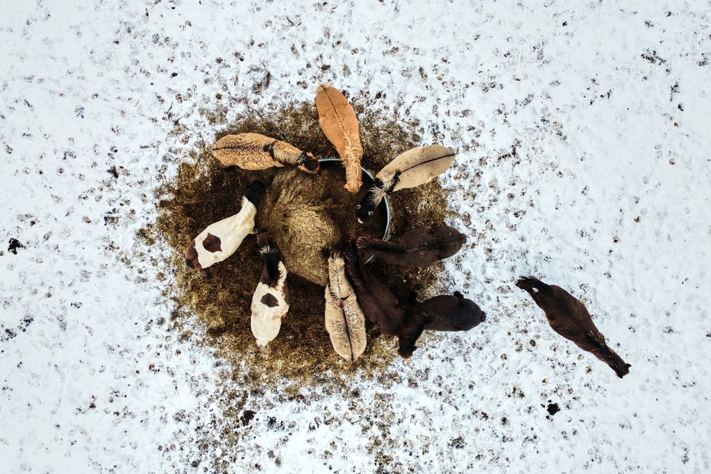 Horses eat hay from a box at a stud farm in Wehrheim near Frankfurt, Germany, Thursday, Jan. 8, 2026. (AP Photo/Michael Probst)