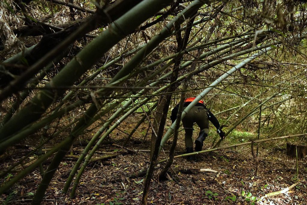 Masaya Miyake, a sub-leader of a squad municipally organized to chase off monkeys, walks through a bamboo forest, while tracking their movements to direct them away from residential areas in Azumino, Thursday, Oct. 2, 2025. (AP Photo/Hiro Komae)