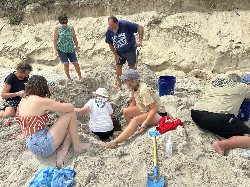 Volunteers from the Karen Beasley Sea Turtle Rescue and Rehabilitation Center search for sea turtle nests and to relocate turtles on Topsail Island, N.C., after Hurricane Erin battered the barrier island. (Topsail Turtle Project via AP)
