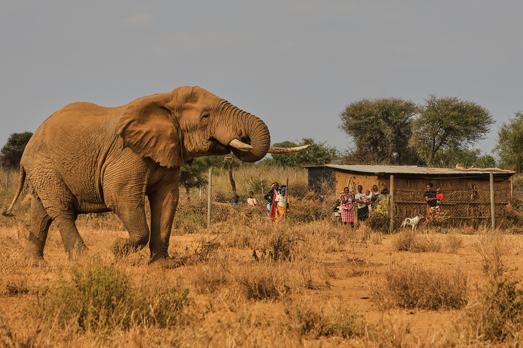 An elephant walks past a homestead in the Kitenden village, on the outskirts of Amboseli National Park in Kajiado County, Kenya, Thursday, Aug. 6, 2026. (AP Photo/Andrew Kasuku)