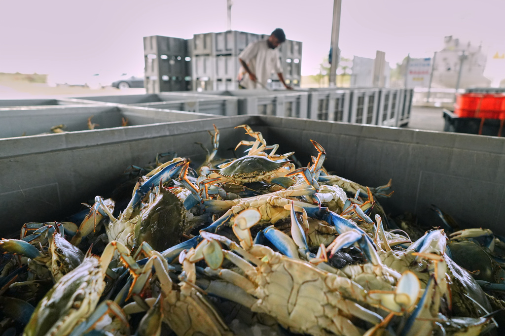Blue crabs are seen inside a crate in a processing plant in Scardovari, in Italy's Po River Delta, Aug. 21, 2026. (AP Photo/Nicolo Lupone)