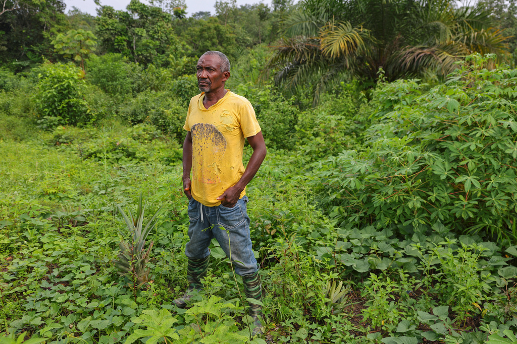 Flomo Zaza, whose farm was invaded by displaced elephants due to deforestation, stands in his backyard garden, which he relies on to feed his family in Zaza village, Liberia, July 8, 2025. "They ate everything," Zaza said. "We don't have any place to go. We are going to die if it continues." (AP Photo/Misper Apawu)