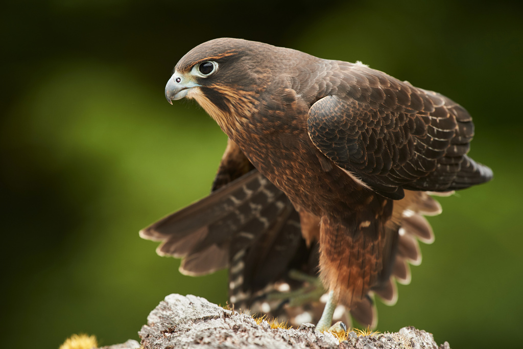A kārearea or New Zealand falcon is pictured in Fiordland National Park in New Zealand, on Jan. 25, 2019. (Craig McKenzie via AP)