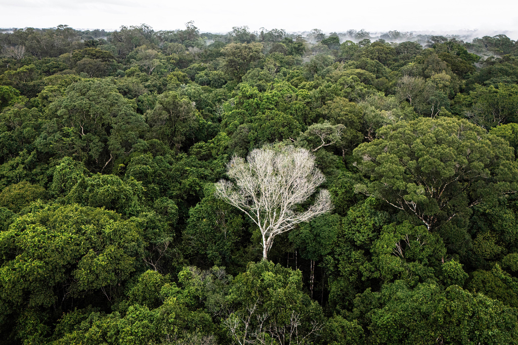 FILE - A dead tree stands out amid a lush green section of the Caxiuana National Forest that is used as a control plot for an experiment on drought run by the Esecaflor project in Para state, Brazil, March 22, 2025. (AP Photo/Jorge Saenz, File)