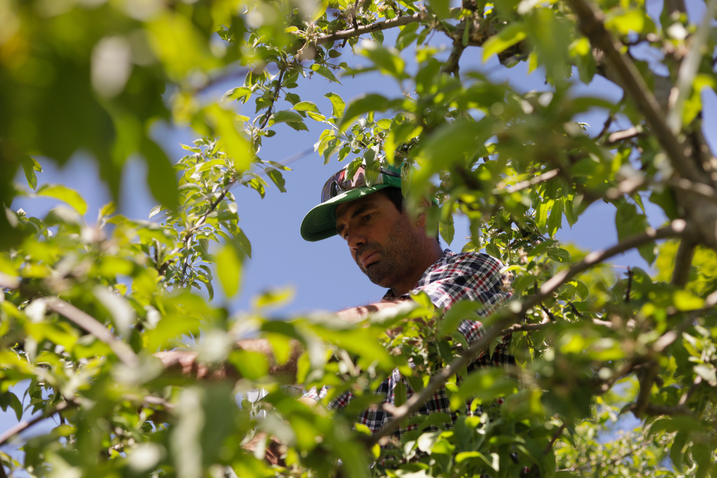 Greg Burtt, owner of Burtt's Apple Orchard, ties tubing around an apple tree to stabilize it Wednesday, June 3, 2026, in Cabot, Vt. (AP Photo/Amanda Swinhart)