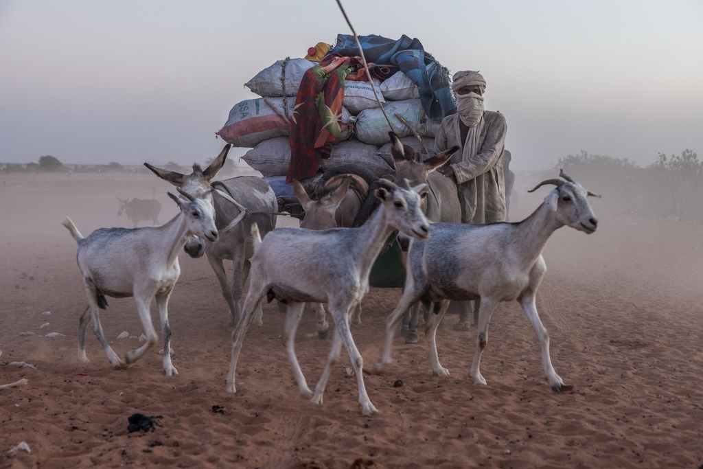 Herders move their livestock through Mbera Refugee Camp, Mauritania, Nov. 3, 2025. (AP Photo/Caitlin Kelly)