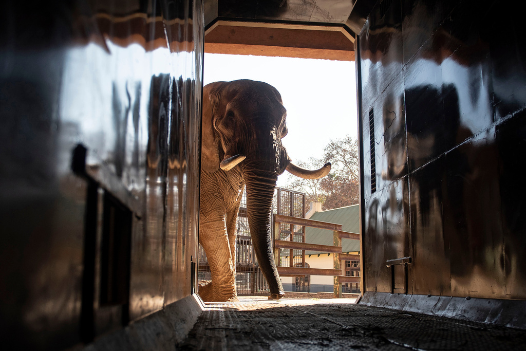 FILE - Charley, an ageing four-ton African elephant, is trained to enter a transport container, on Aug. 9, 2024 at the Pretoria, South Africa's, National Zoological Gardens. (AP Photo, File)
