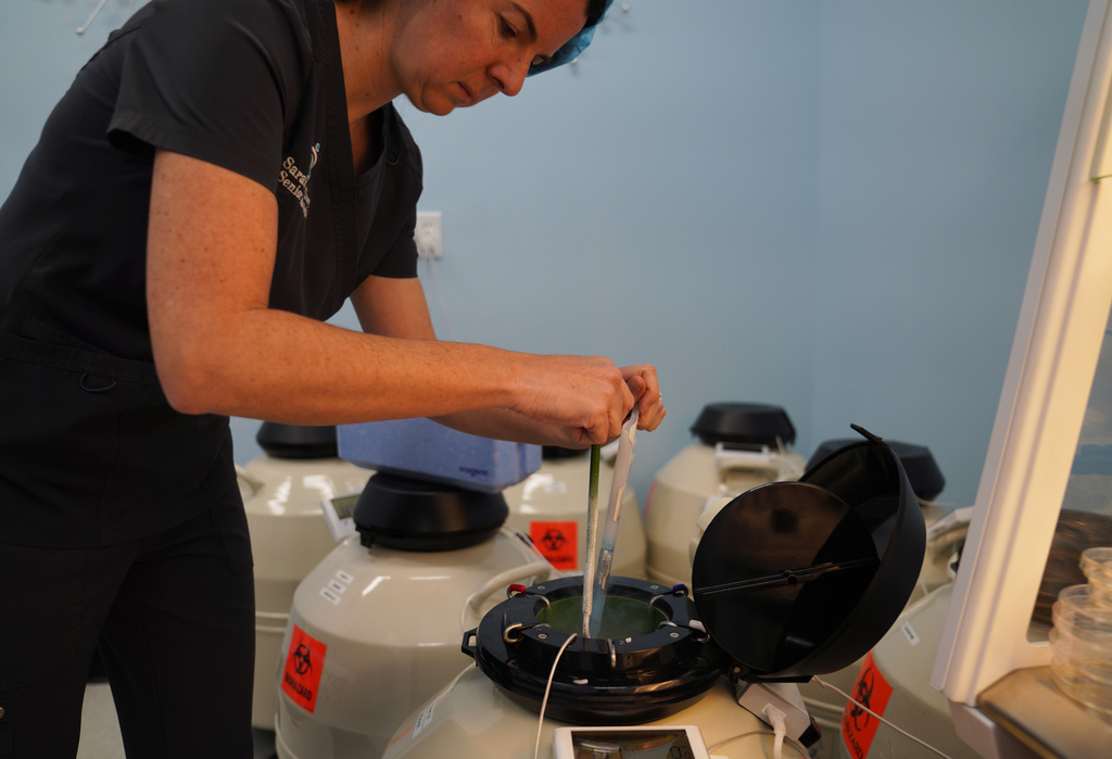 Sarah Atkinson, senior embryologist and lab supervisor at Rejoice Fertility, takes a cryo device containing a patient's frozen embryo from a preservation tank before an embryo transfer, Jan. 11, 2026, at Rejoice Fertility in Knoxville, Tenn. (AP Photo/Jessie Wardarski)