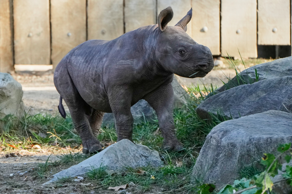 A male Eastern Black Rhino calf born Sept. 13, 2025, explores his surroundings Friday, Oct. 10, 2025 as he makes his public debut at the Cleveland Metroparks Zoo in Cleveland, Ohio. (AP Photo/Sue Ogrocki)