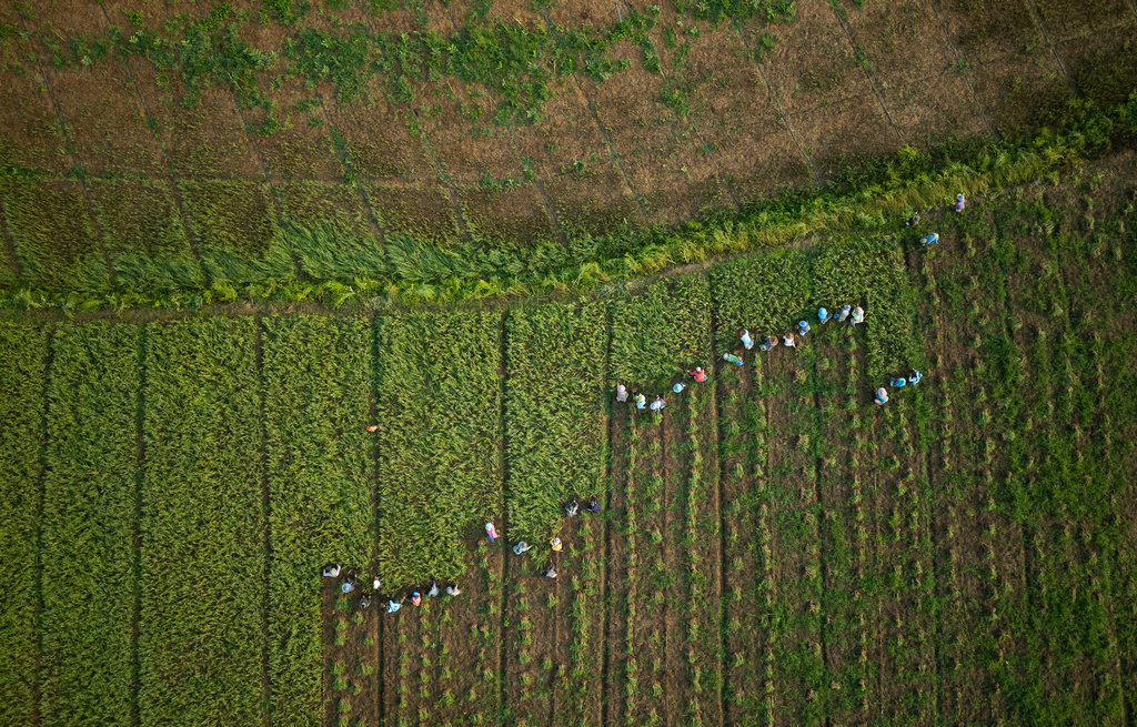 Field workers collect garlic from a farm on the banks of the Kok River in Tha Ton, Thailand, Feb. 21, 2026. (AP Photo/Anton L. Delgado)