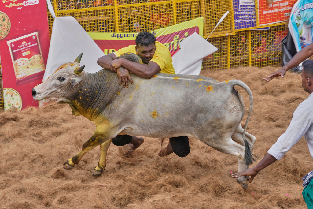 Shiv Swamy grapples with a bull during the Jallikattu bull-taming event at the annual harvest festival called Pongal in Palamedu village on the outskirts of Madurai, India, Friday, Jan. 16, 2026. (AP Photo/Mahesh Kumar A.)