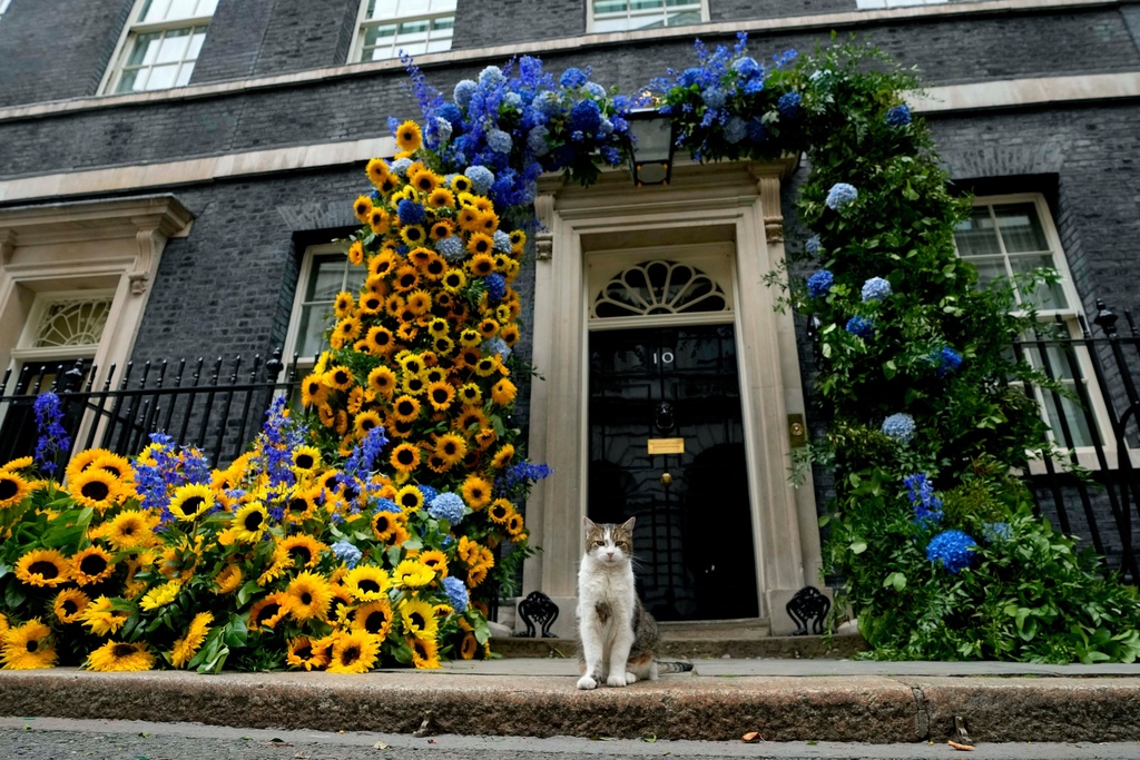 Larry the Cat, Britain's Chief Mouser to the Cabinet Office, sits in front the flower decoration outside 10 Downing street in the national Ukrainian colours, on Ukraine Independence Day in London, Wednesday, Aug. 24, 2022. (AP Photo/Frank Augstein, File)