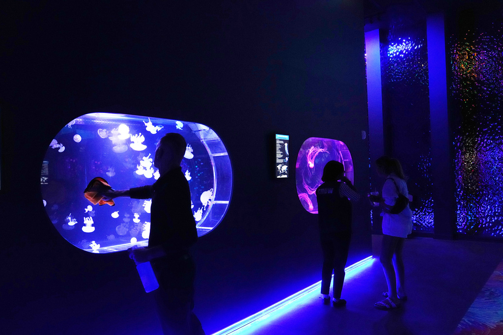An employee cleans a display at the Jellyfish Museum, a facility that is home to about 20 unique species of jellyfish found in Florida and other parts of the world, Friday, Aug. 14, 2026, in Pompano Beach, Fla. (AP Photo/Lynne Sladky)