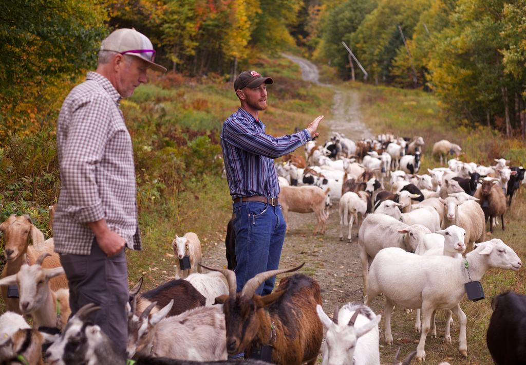 Adam Ricci, right, of Cloud Brook Grazing, talks with Jay Peak Resort director of mountain operations Andy Stenger while his herd of about 150 goats and sheep graze on a ski slope at Jay Peak in Jay, Vt., Friday, Sept. 26, 2025. (AP Photo/Amanda Swinhart)