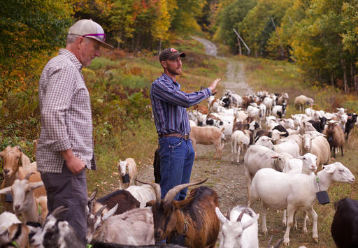 Adam Ricci, right, of Cloud Brook Grazing, talks with Jay Peak Resort director of mountain operations Andy Stenger while his herd of about 150 goats and sheep graze on a ski slope at Jay Peak in Jay, Vt., Friday, Sept. 26, 2025. (AP Photo/Amanda Swinhart) Adam Ricci, right, of Cloud Brook Grazing, talks with Jay Peak Resort director of mountain operations Andy Stenger while his herd of about 150 goats and sheep graze on a ski slope at Jay Peak in Jay, Vt., Friday, Sept. 26, 2025. (AP Photo/Amanda Swinhart)