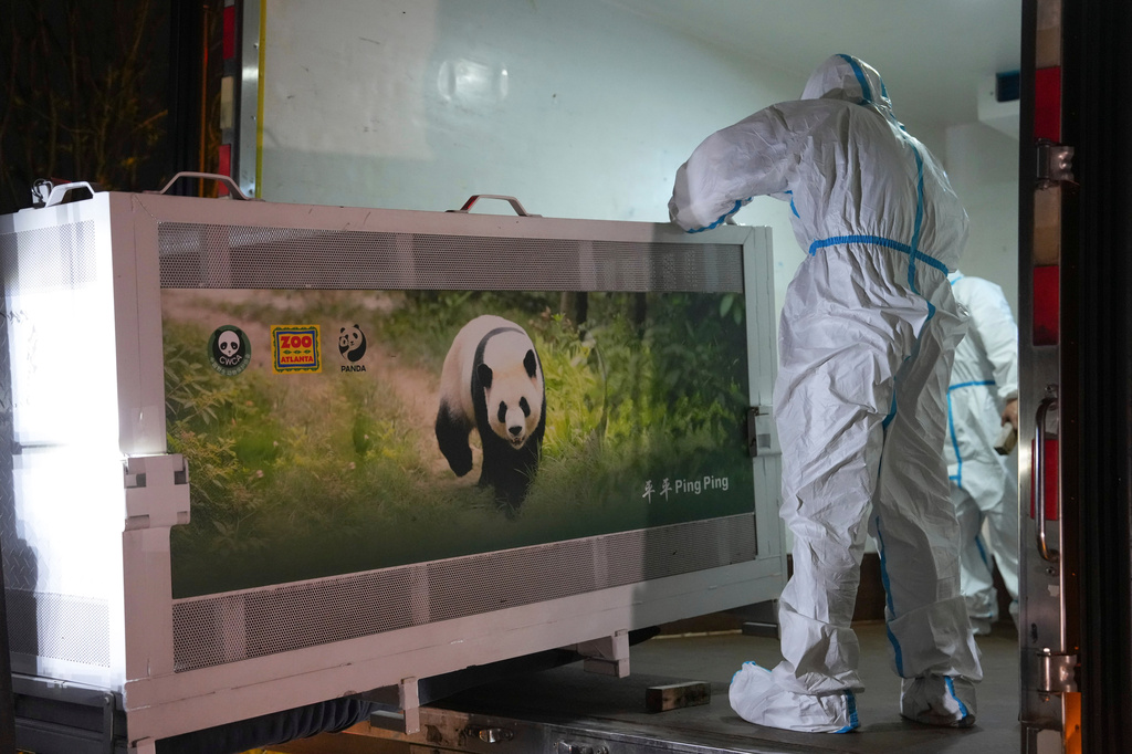 In this photo released by Xinhua News Agency, staff members transfer a cage holding giant panda Ping Ping at the Chengdu Research Base of Giant Panda Breeding in Chengdu, southwestern China's Sichuan Province, Saturday, Sept. 26, 2026. (Xu Bingjie/Xinhua via AP)