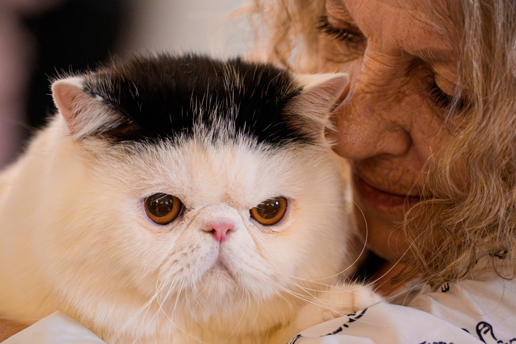 A woman holds a cat during a judging session of an international feline beauty competition, dubbed the Feline Oscars, featuring more than 200 cats, in Bucharest, Romania, Saturday, March 21, 2026. (AP Photo/Andreea Alexandru)