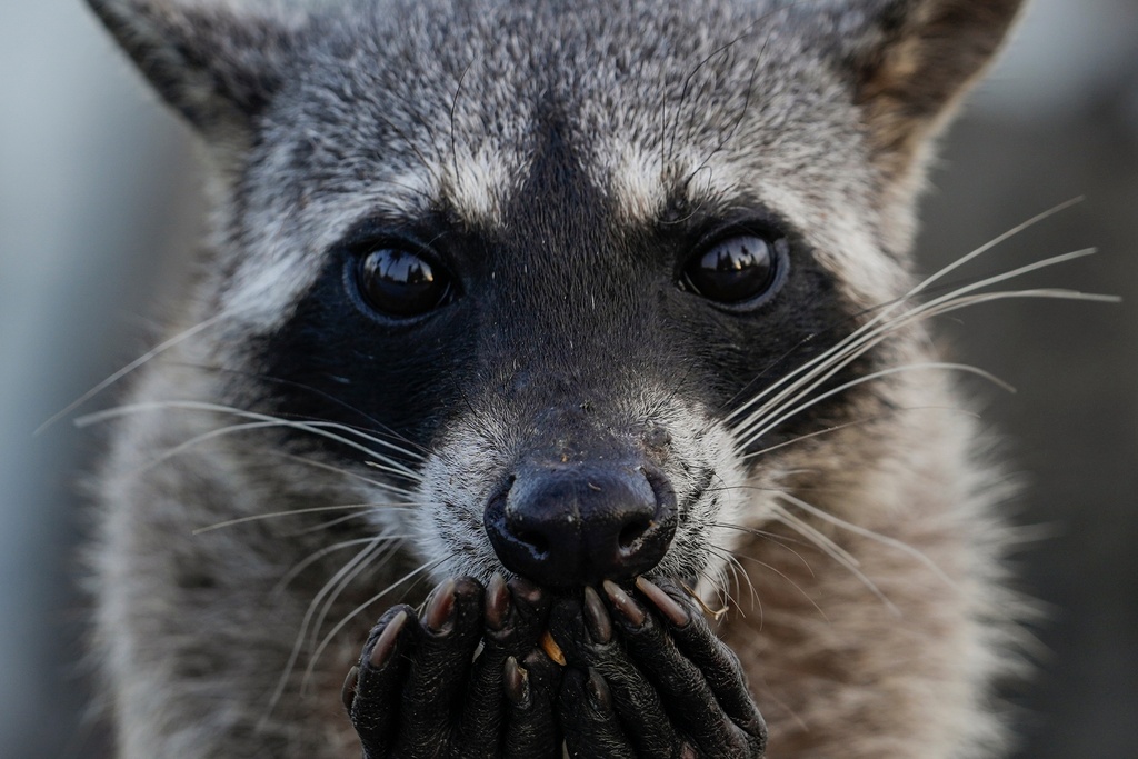 A raccoon eats peanuts on the boardwalk in Panama City, March 23, 2025. (AP Photo/Matias Delacroix, File)
