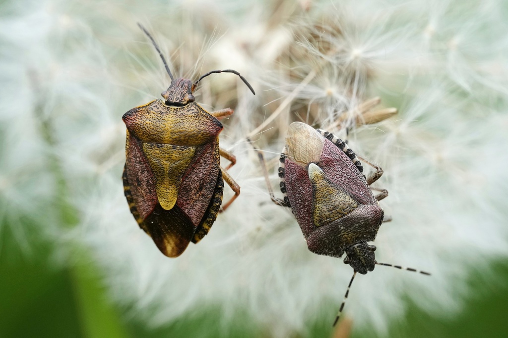 Brown marmorated stink bugs sit on a dandelion flower at a park in Tallinn, Estonia, May 25, 2025. (AP Photo/Sergei Grits, File)