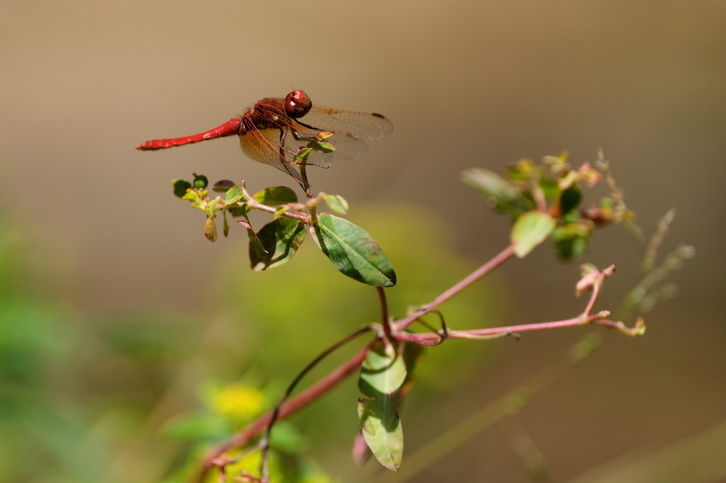A dragonfly rests on a plant at the Lake Merritt Dragonfly Habitat Garden in Oakland, Calif., Friday, Aug. 21, 2026. (AP Photo/Jeff Chiu)