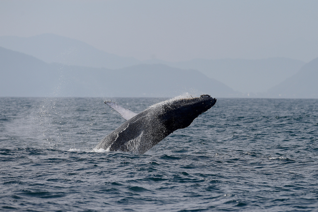 A humpback whale breaches off the coast of Rio de Janeiro, Brazil, Tuesday, June 30, 2026. (AP Photo/Dhavid Normando)