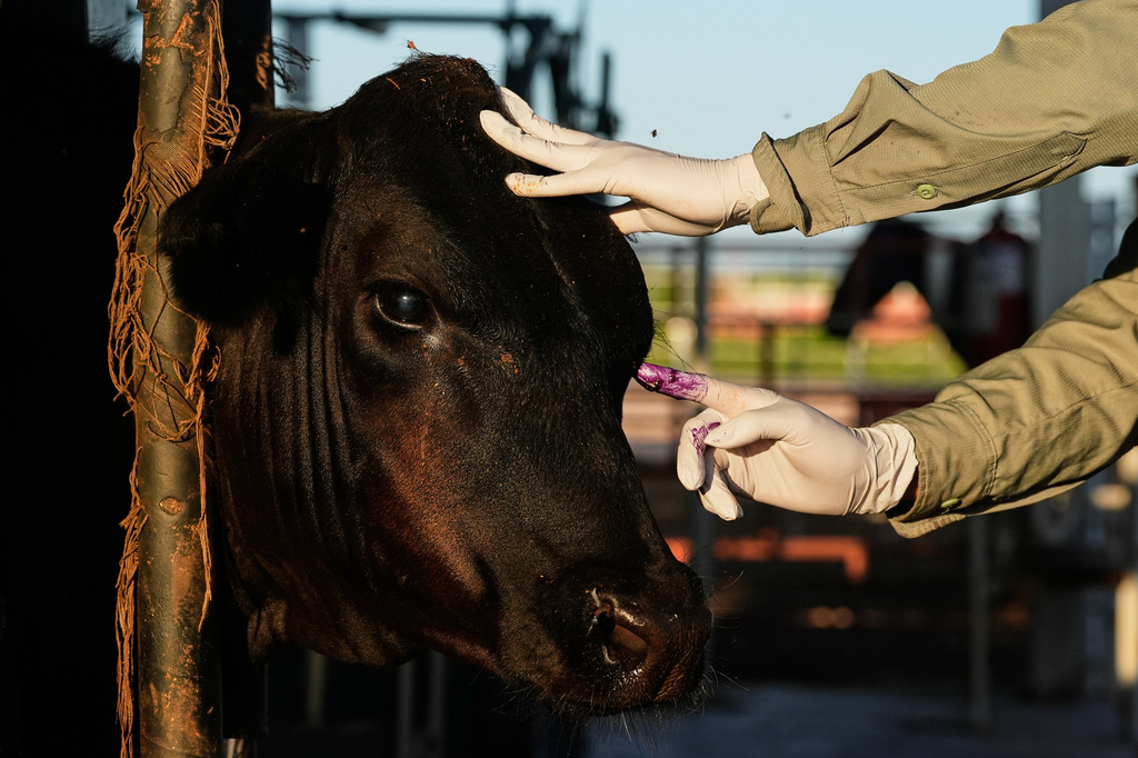A veterinarian applies antibiotics to a calf's injured eye during an inspection for export to the United States at a regional cattle ranchers' association in Hermosillo, Mexico, on Tuesday, Aug. 18, 2026. (AP Photo/Fernando Llano)