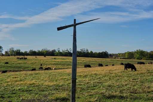A makeshift cross for a black vulture effigy stands near a field Friday, Oct. 17, 2025, in Eminence, Ky. (AP Photo/Joshua A. Bickel) A makeshift cross for a black vulture effigy stands near a field Friday, Oct. 17, 2025, in Eminence, Ky. (AP Photo/Joshua A. Bickel)