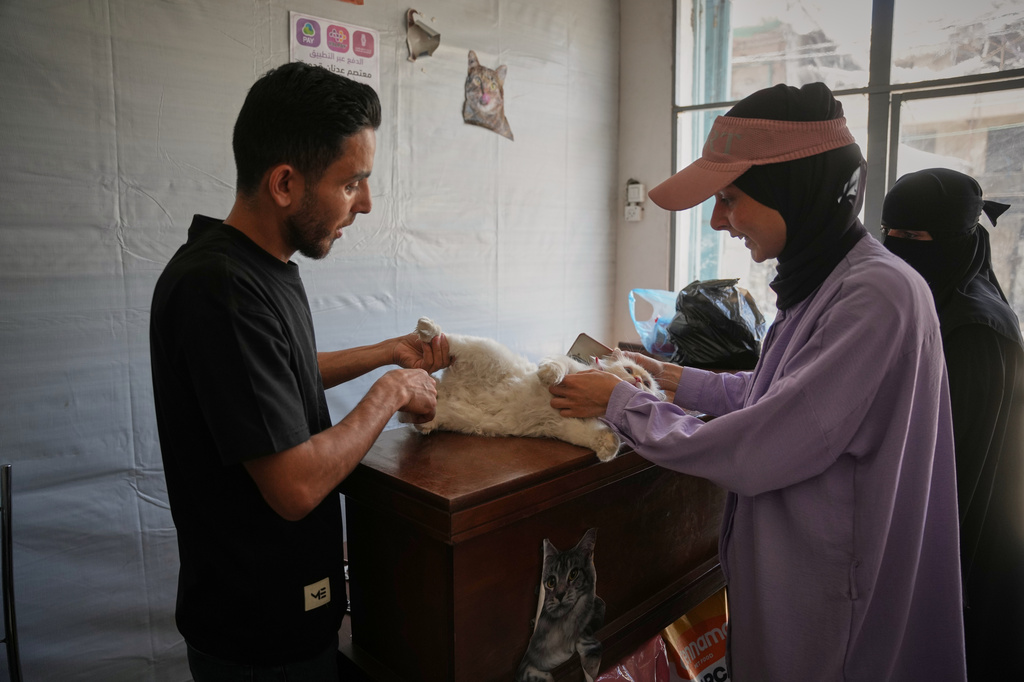 Saja al-Hattab, 27, right, holds her cat, Lulu, during an examination at a veterinary clinic in Gaza City, Saturday, June 6, 2026. (AP Photo/Abdel Kareem Hana)