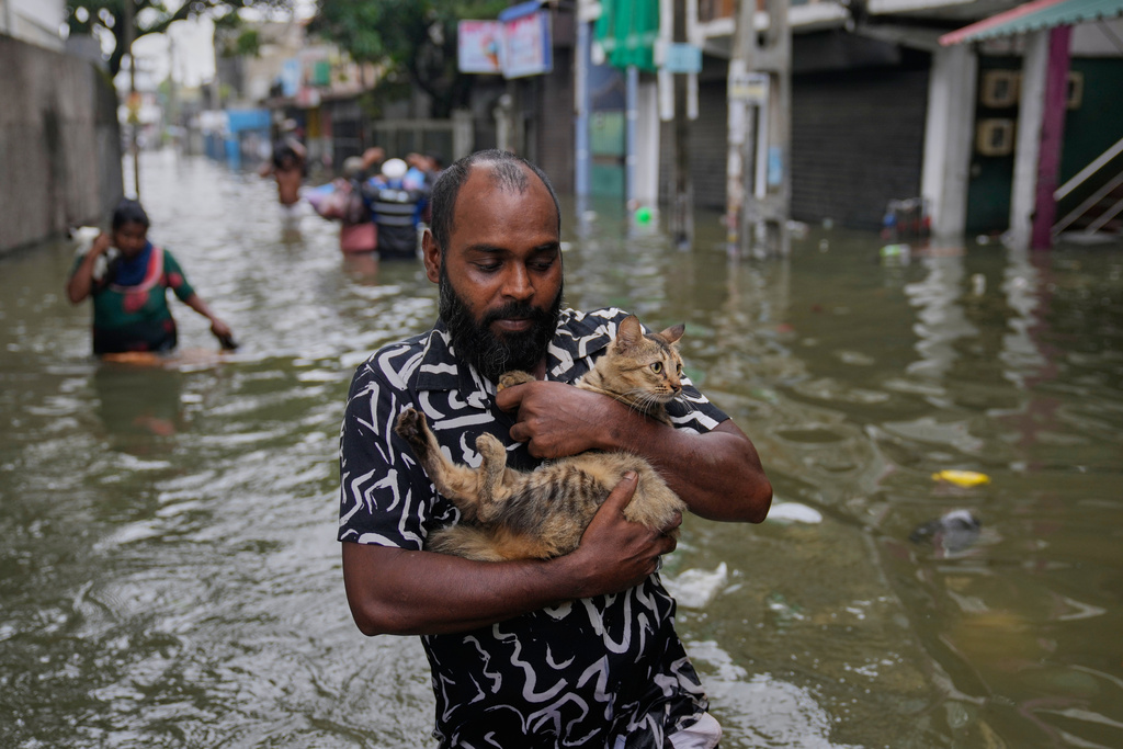 A man wades through a flooded road carrying a cat in Colombo, Sri Lanka, Saturday, Nov, 29, 2025. (AP Photo/Eranga Jayawardena)