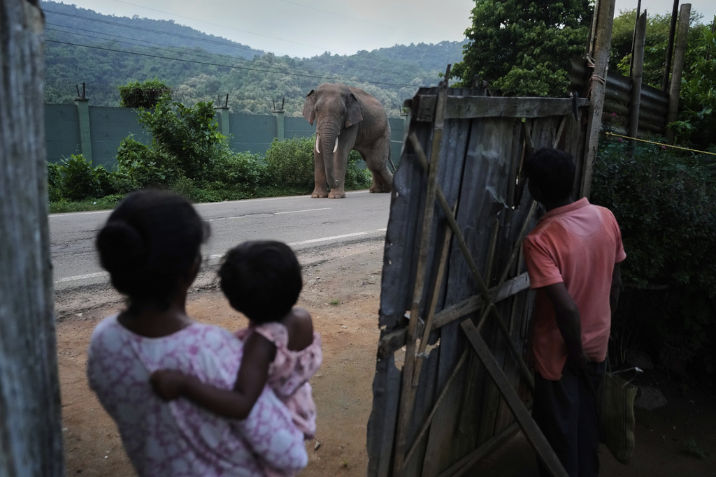Residents watch from their home as an injured wild elephant walks by near the Amchang wildlife sanctuary, on the outskirts of Guwahati, India, Aug. 9, 2025. (AP Photo/Anupam Nath)