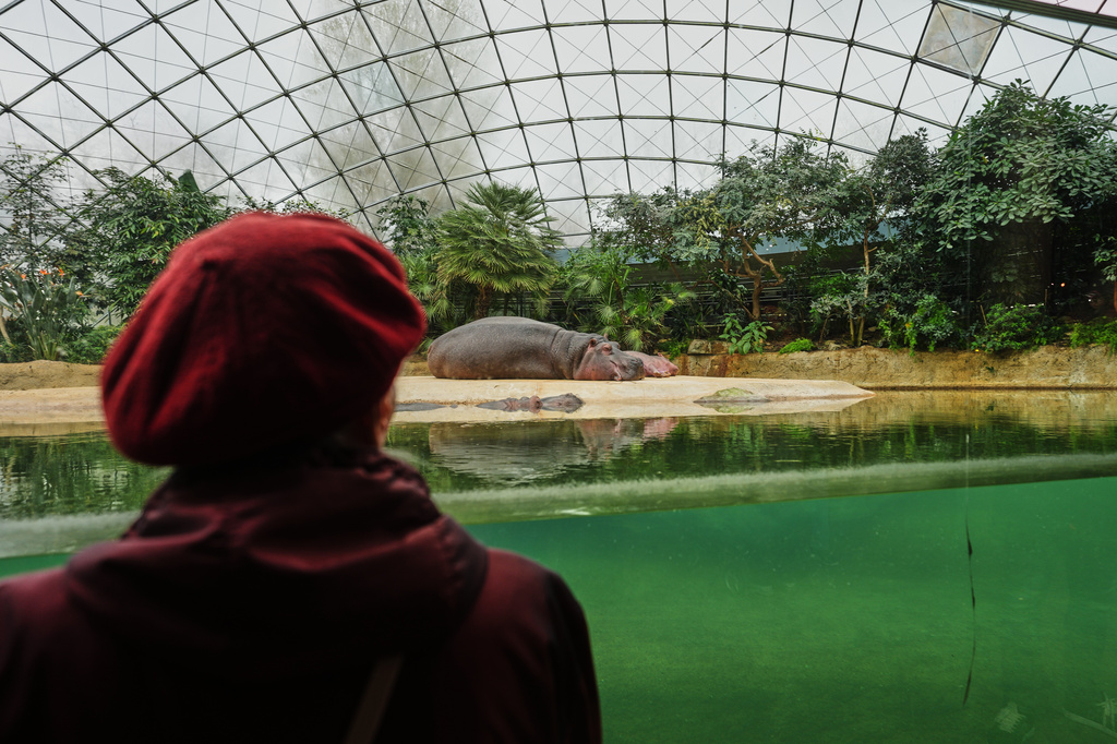 Monika Jansen, 85, looks to a hippo during a guided tour for people with dementia organized by Malteser Deutschland, part of the international Catholic aid organization Malteser Order of Malta, at the Zoo in Berlin, Germany, Thursday, March 26, 2026. (AP Photo/Markus Schreiber)