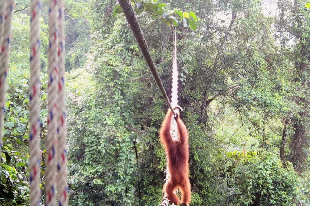 In this undated photo provided by Sumatran Orangutan Society/TaHuKah, a Sumatran orangutan crosses a canopy bridge that stretches over a road in Pakpak Bharat, North Sumatra, Indonesia. (Sumatran Orangutan Society/TaHuKah via AP)
