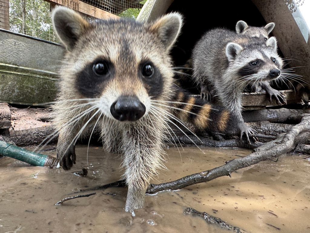 A raccoon kit digs through water and mud at Woodside Wildlife Rescue in Pass Christian, Miss. on Sept. 1, 2026. (AP Photo/Sophie Bates)