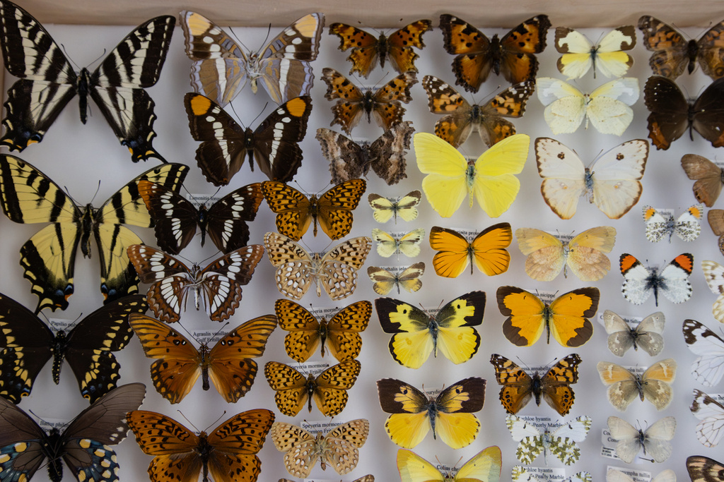 Butterflies are displayed in a case at the University of Nevada Reno's Museum of Natural History, Oct. 2, 2026, in Reno, Nev. (Nick Stewart/The Nevada Independent via AP)