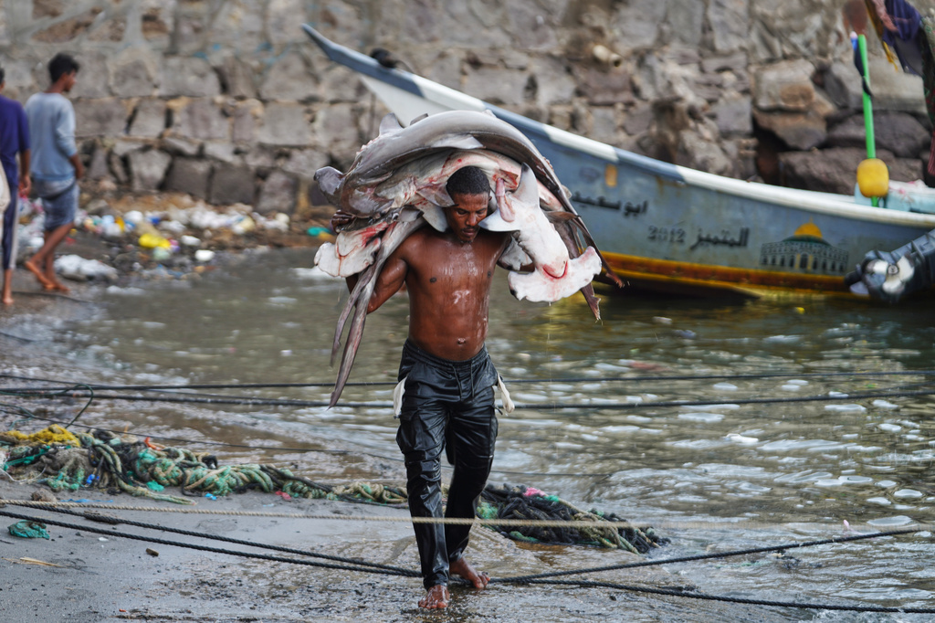 A fisherman carries his catch, including hammerhead sharks, ashore at the Sirah fish market in Aden, Yemen, Tuesday, Sept. 15, 2026. (AP Photo/Abdulnasser Alseddik)