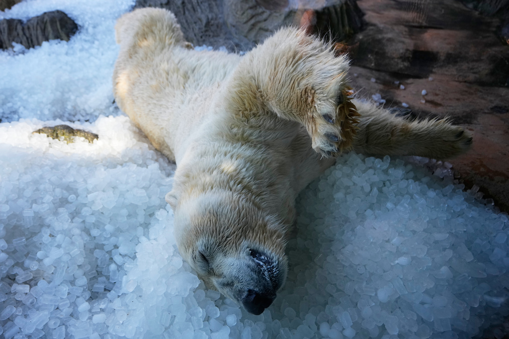Polar bear cools down on a pile of ice that was brought to its enclosure on a hot and sunny day at the Zoo in Prague, Czech Republic, Thursday, July 30, 2026. (AP Photo/Petr David Josek)