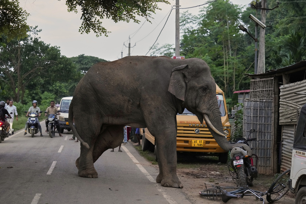 An injured male tusker swings his trunk around a motorbike on a road near Amchang wildlife sanctuary on the outskirts of Guwahati, Saturday, Aug. 9, 2025. (AP Photo/Anupam Nath)