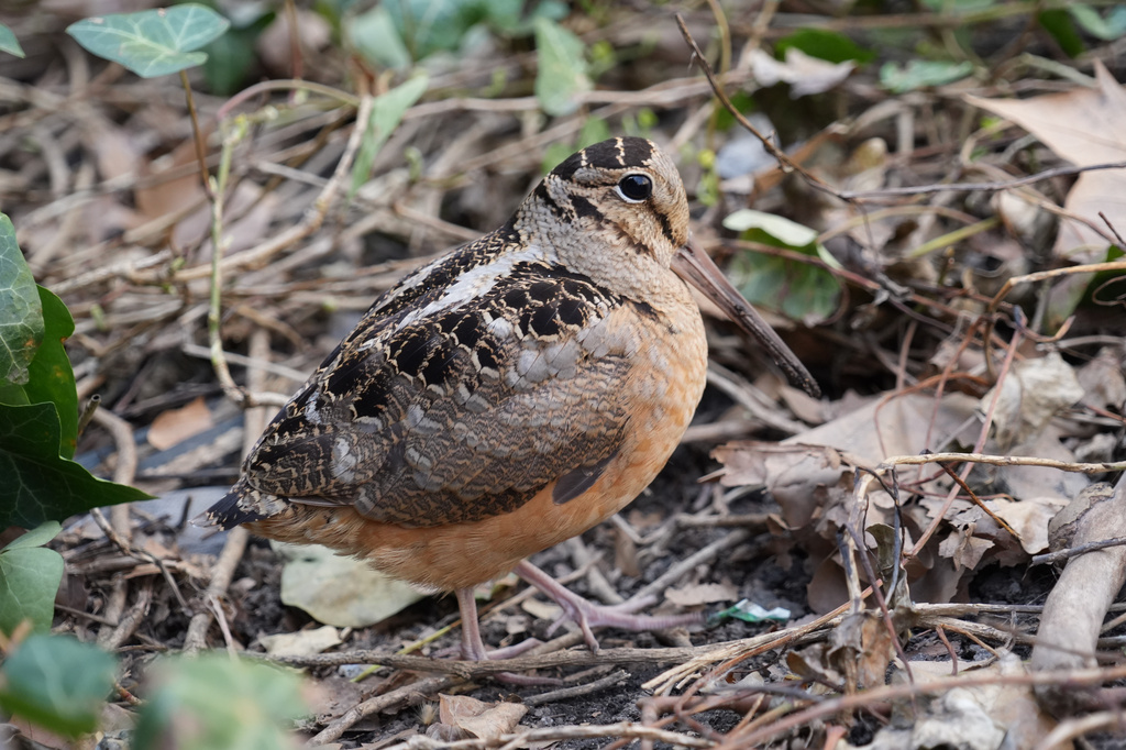 An American woodcock forages as it pauses along its spring migration route at Bryant Park in New York, Wednesday, April 8, 2026. (AP Photo/Emily Wang Fujiyama)